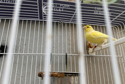 We hebben één van de three little birds gespot! © Ajax Life
